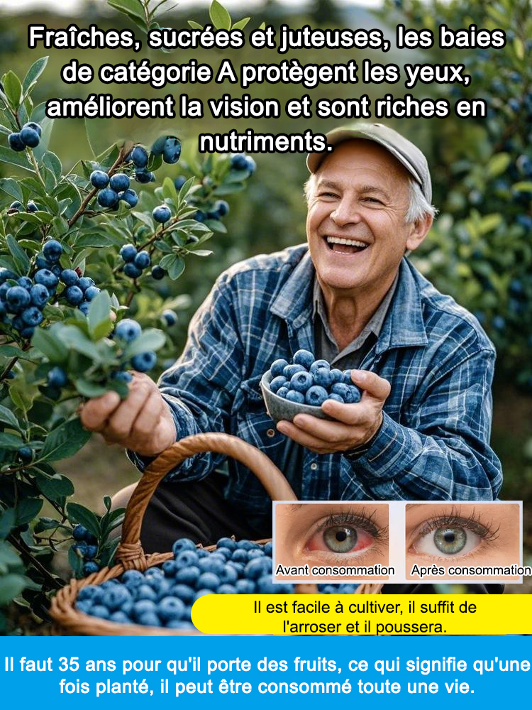 Graines de myrtilles faciles à cultiver et à haut rendement