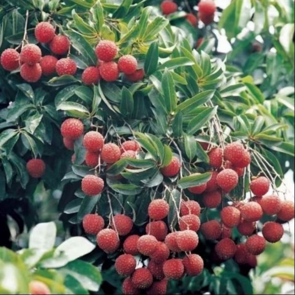 Graines de litchi de qualité supérieure