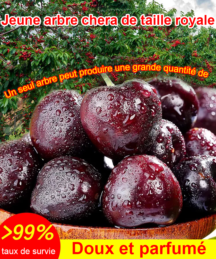 Cherry Tree Seedling [200KG Cherries in 30 Days] 