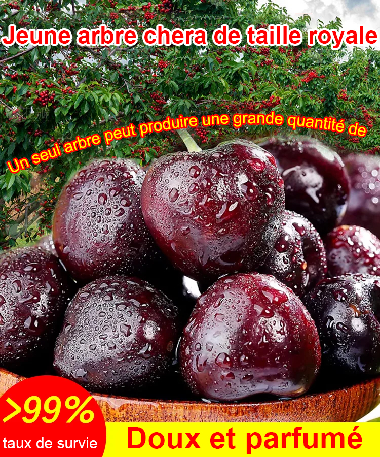 Cherry Tree Seedling [200KG Cherries in 30 Days] 