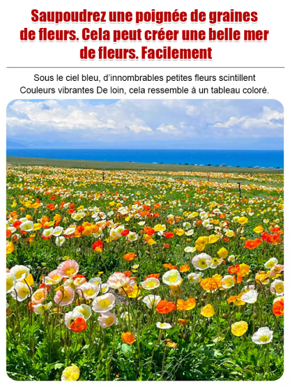 Quatre saisons en fleurs - Mélange de graines de fleurs