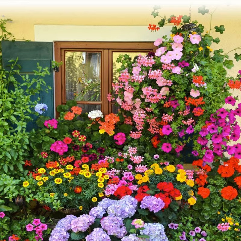 Quatre saisons en fleurs - Mélange de graines de fleurs