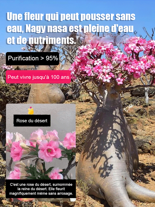 Arrosez et vivez 100 ans :Son parfum est plus agréable que celui d'un parfum