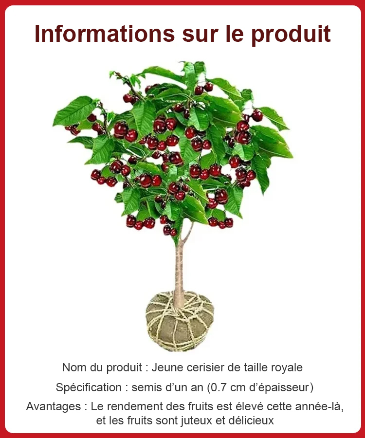 Cherry Tree Seedling [200KG Cherries in 30 Days] 