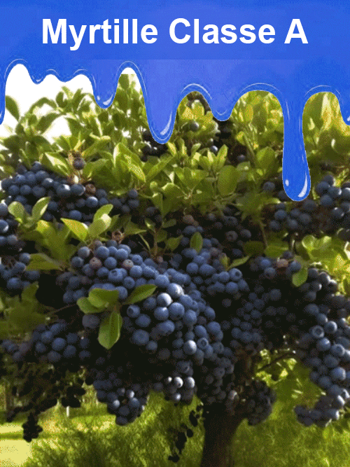 Graines de myrtilles faciles à cultiver et à haut rendement