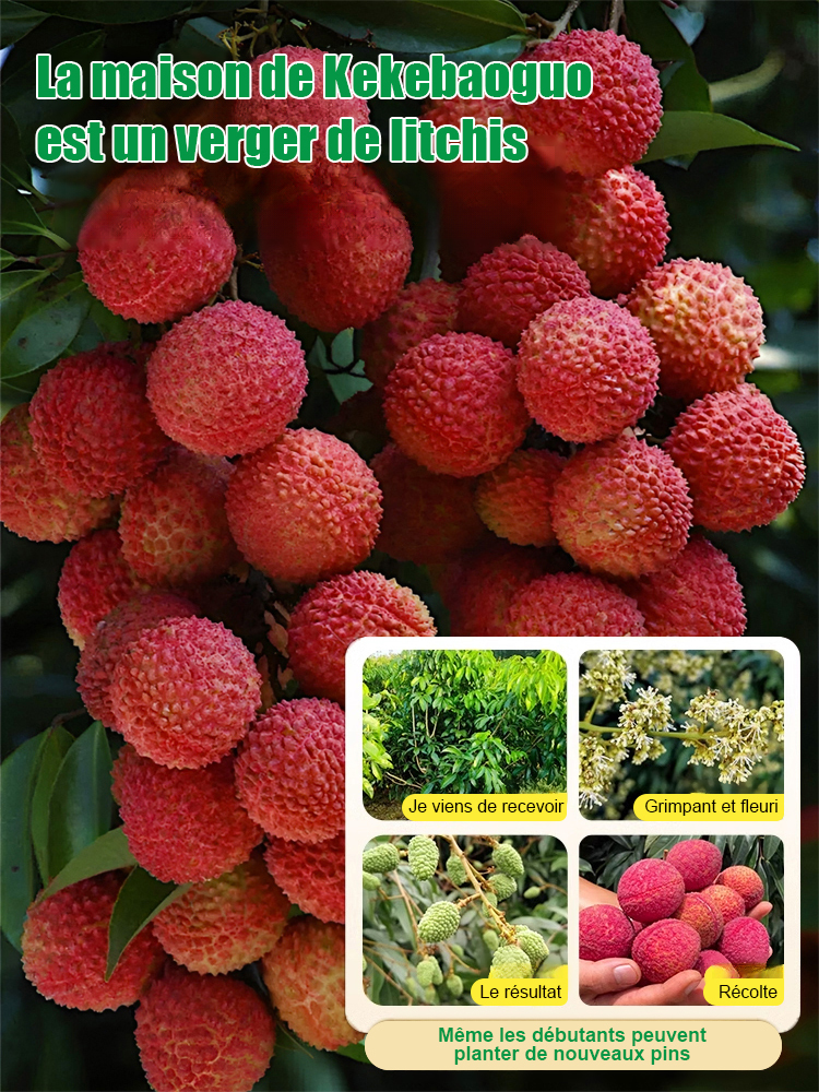 Graines de litchi de qualité supérieure