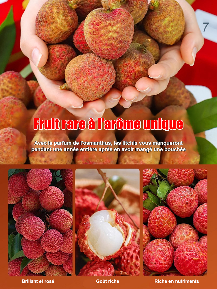 Graines de litchi de qualité supérieure