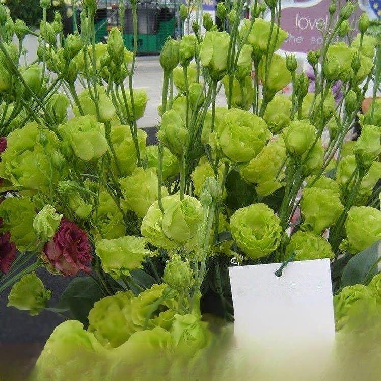 [Blüht im Winter] Feine Eustoma-Samen