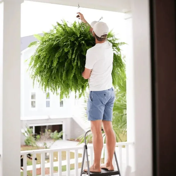 🔥On Sale Only Today 🌱 UV-Resistant Lifelike Artificial Boston Fern