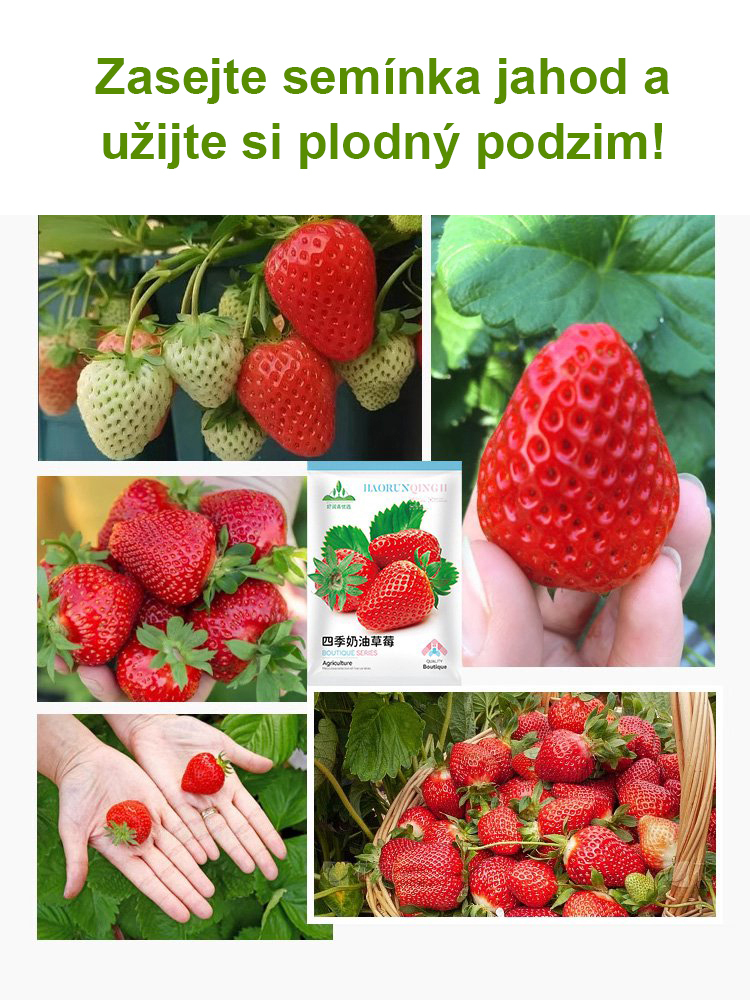 Čtyřsezónní krémová jahodová semena