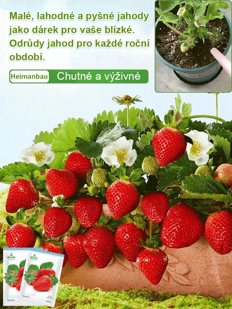 Čtyřsezónní krémová jahodová semena