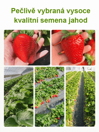 Čtyřsezónní krémová jahodová semena