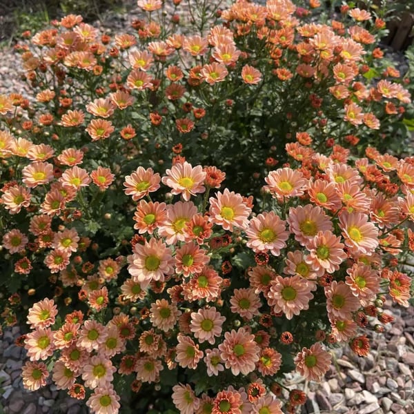 🌱 Pest Killer🌼Pyrethrum Daisy Seeds - Mixed Color