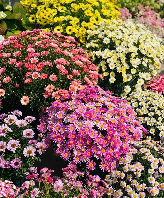 🌱 Pest Killer🌼Pyrethrum Daisy Seeds - Mixed Color