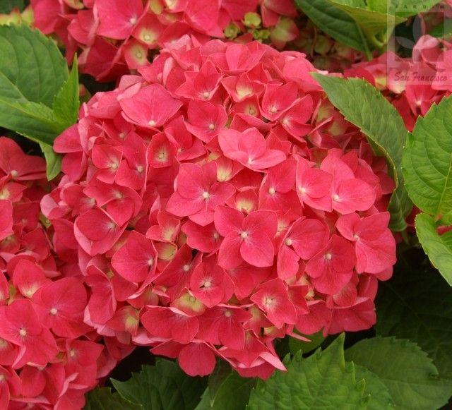 Hydrangea Seed: Unlock Nature's Beauty