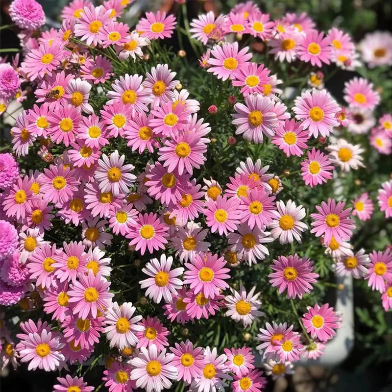🌱 Pest Killer🌼Pyrethrum Daisy Seeds - Mixed Color