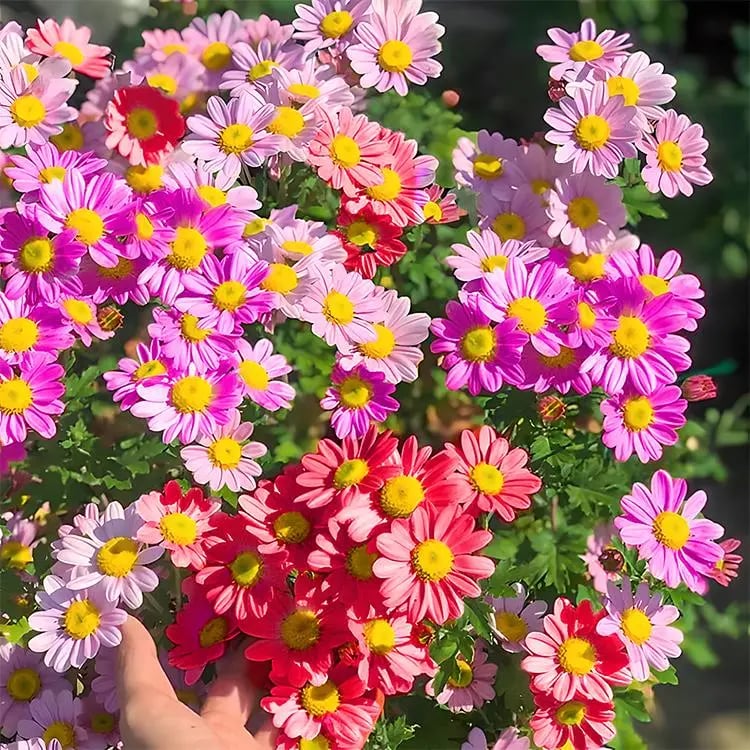Product Introduction of Pest Killer: Pyrethrum Daisy Seeds 300 to 2000pcs, Easy to Grow, Year-round Planting, Perennial Plants 1