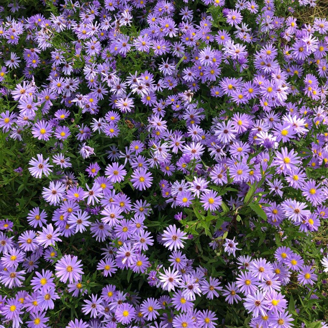 🌱 Pest Killer🌼Pyrethrum Daisy Seeds - Mixed Color