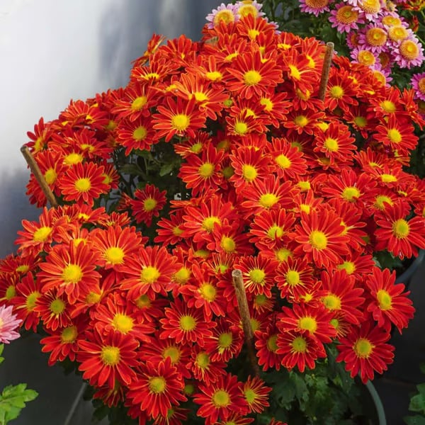 🌱 Pest Killer🌼Pyrethrum Daisy Seeds - Mixed Color
