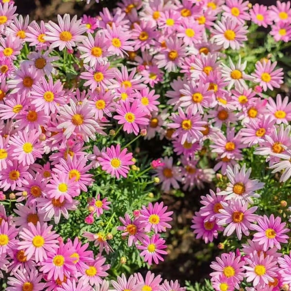🌱 Pest Killer🌼Pyrethrum Daisy Seeds - Mixed Color
