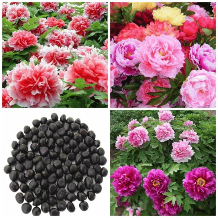 🌺The Queen Of  Flowers-Peony, Double Petaled Paeonia suffruticosa - Peony Seed🌱