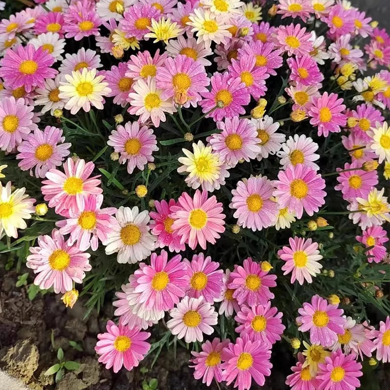 🌱 Pest Killer🌼Pyrethrum Daisy Seeds - Mixed Color