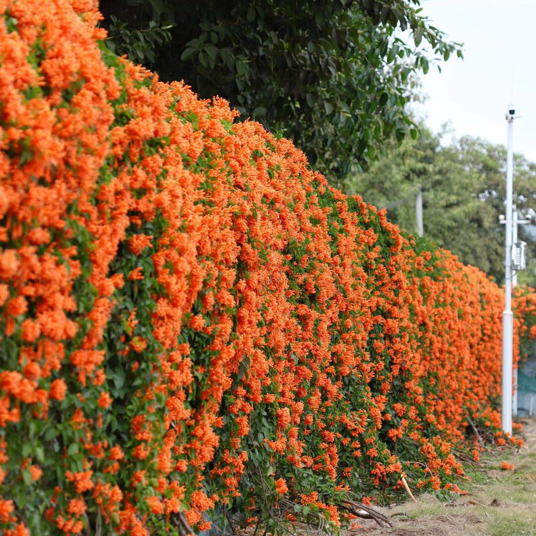 🐦"Hummingbird Carpet"🌸Epilobium garrettii – Rainbow Burst 🌈