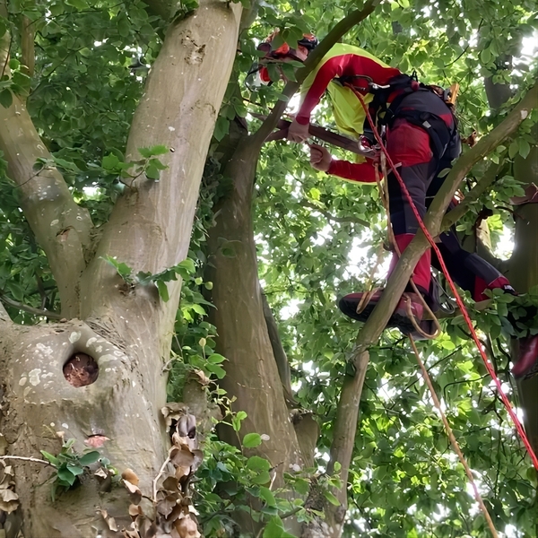 Meindl Airstream GTX Forestry Boot