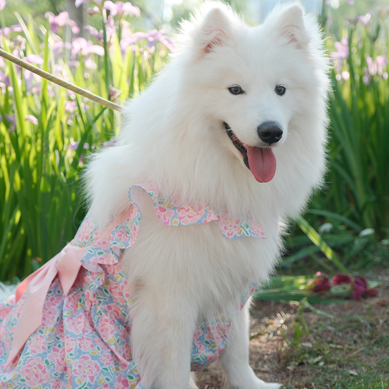 Dog Dress