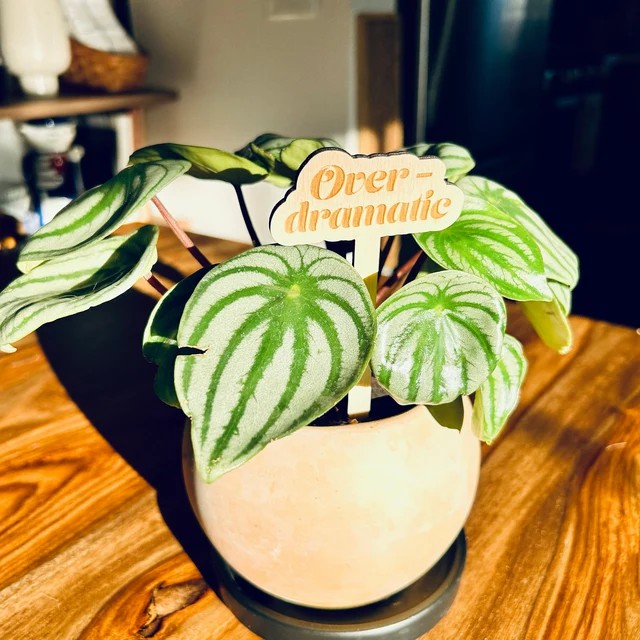 🌟Funny Wooden Plant Markers