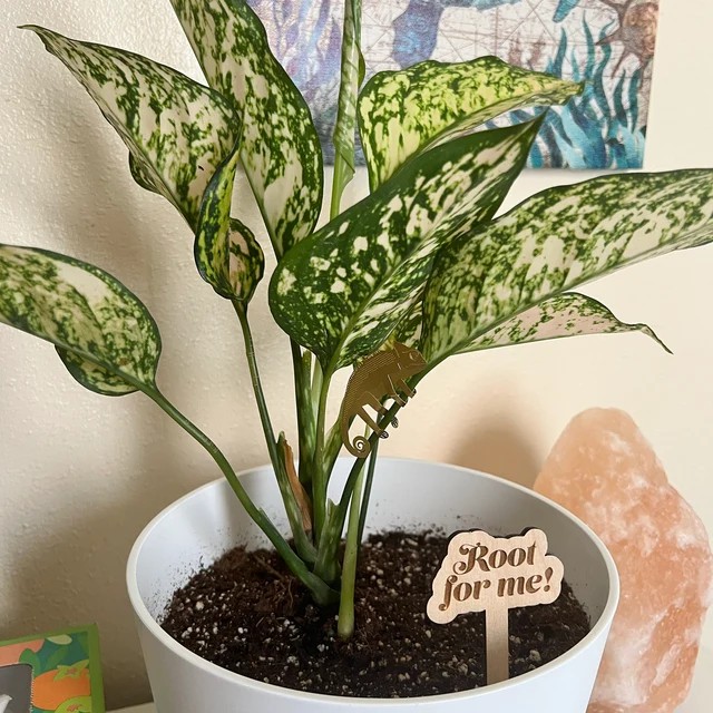 🌟Funny Wooden Plant Markers