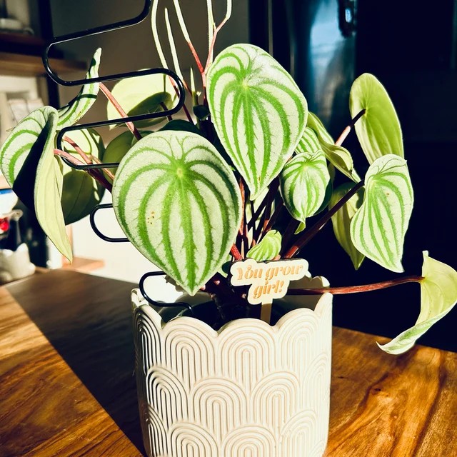 🌟Funny Wooden Plant Markers