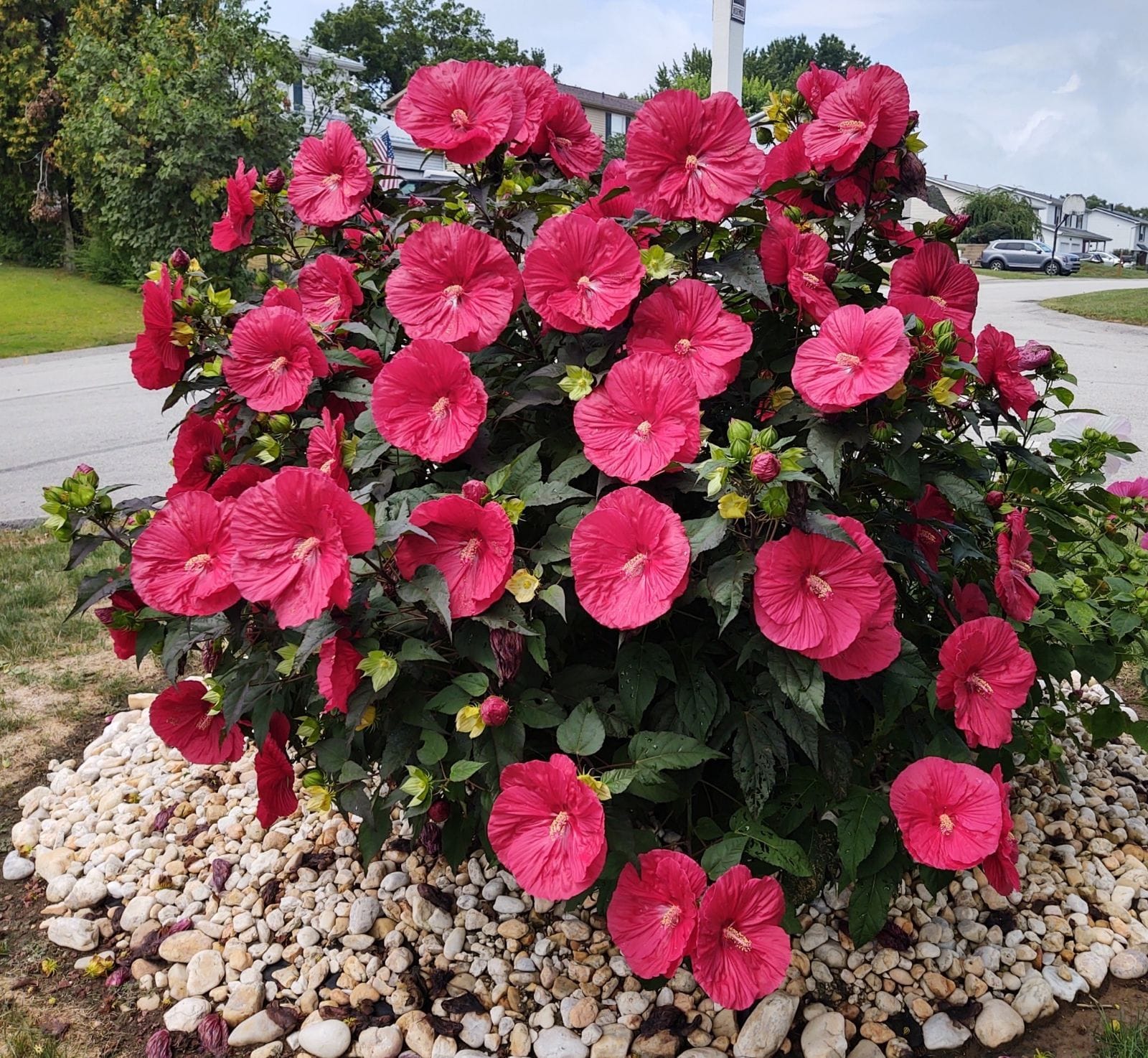🎄Today's Special Value🎁Cottage Farms 3-piece Turning Heads Hardy Hibiscus Bareroot Trio