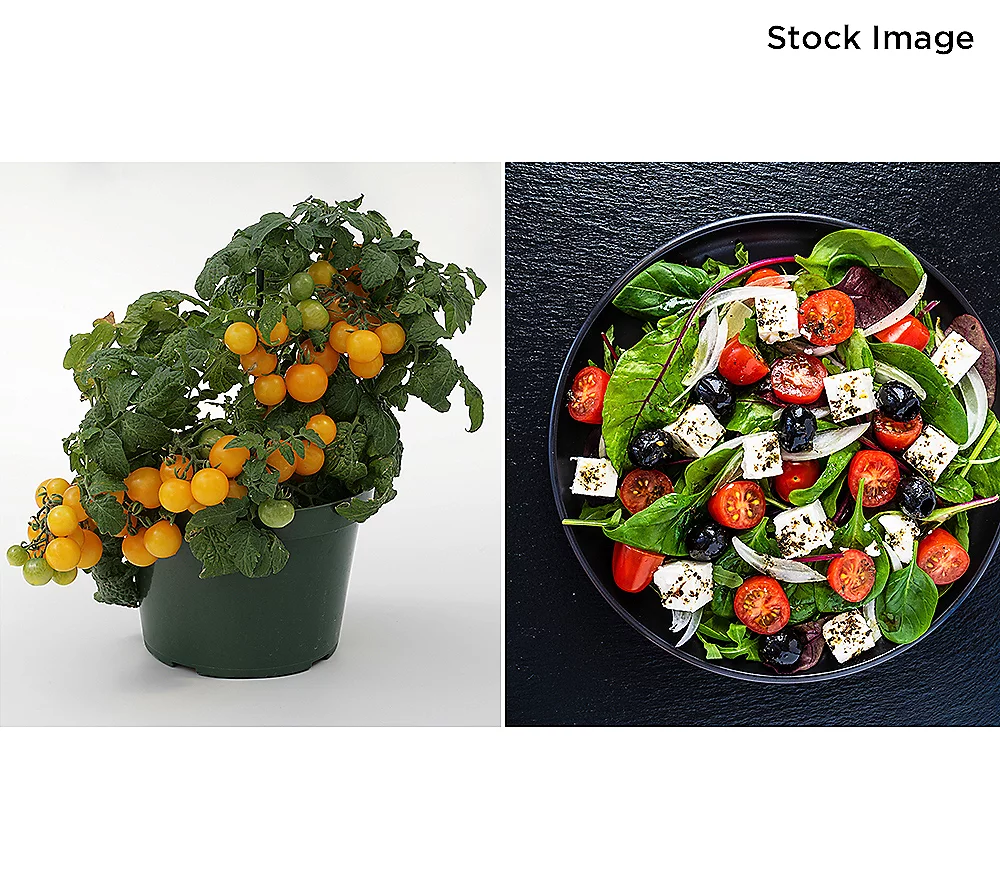 🎄Today's Special Value🎁Roberta's 6-piece Red & Yellow Patio Choice Cherry Tomatoes