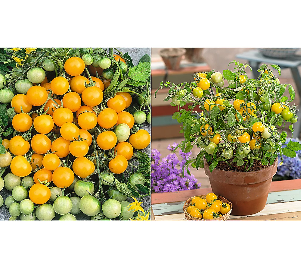 🎄Today's Special Value🎁Roberta's 6-piece Red & Yellow Patio Choice Cherry Tomatoes