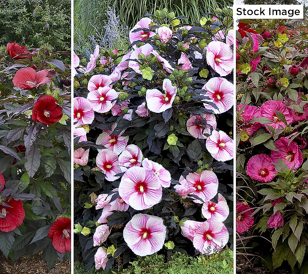 🎄Today's Special Value🎁Cottage Farms 3-piece Turning Heads Hardy Hibiscus Bareroot Trio