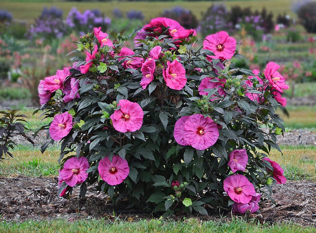🎄Today's Special Value🎁Cottage Farms 3-piece Turning Heads Hardy Hibiscus Bareroot Trio
