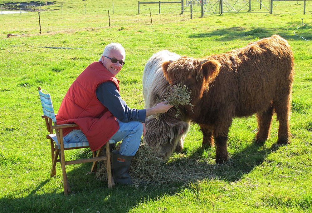 Highland Cattle Photos - Some Cute - Some Fun.
