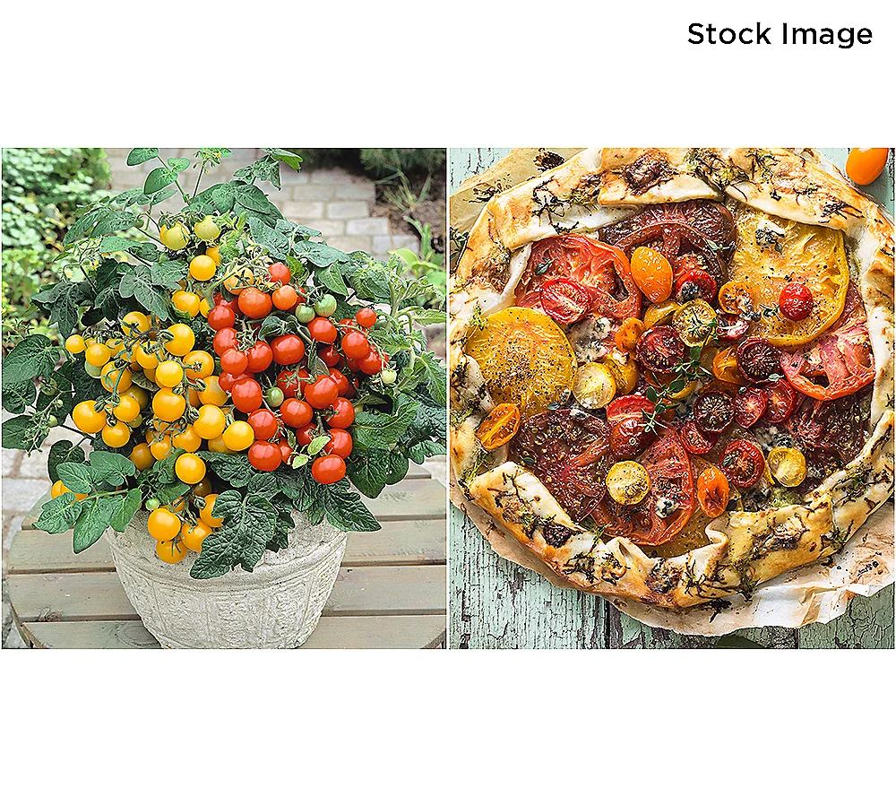 🎄Today's Special Value🎁Roberta's 6-piece Red & Yellow Patio Choice Cherry Tomatoes