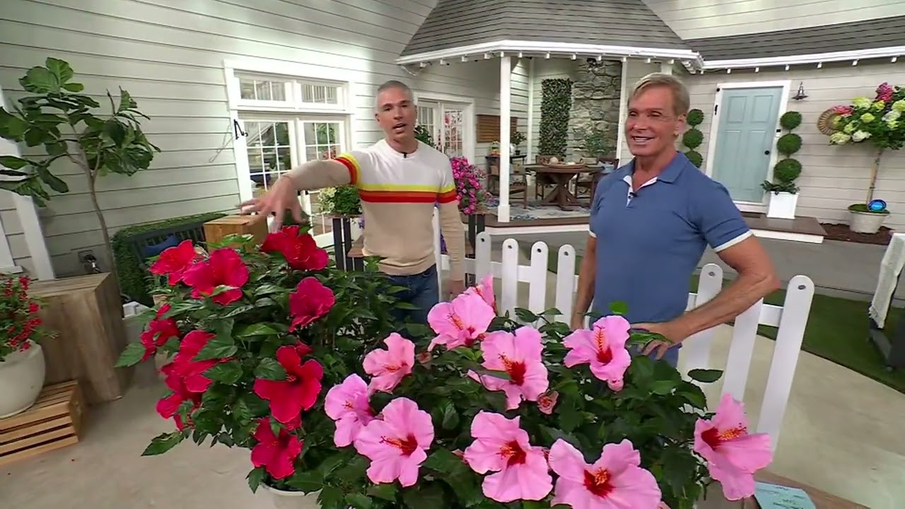 Phillip Watson Designs 2pc Summerific Hardy Hibiscus Bareroots on QVC