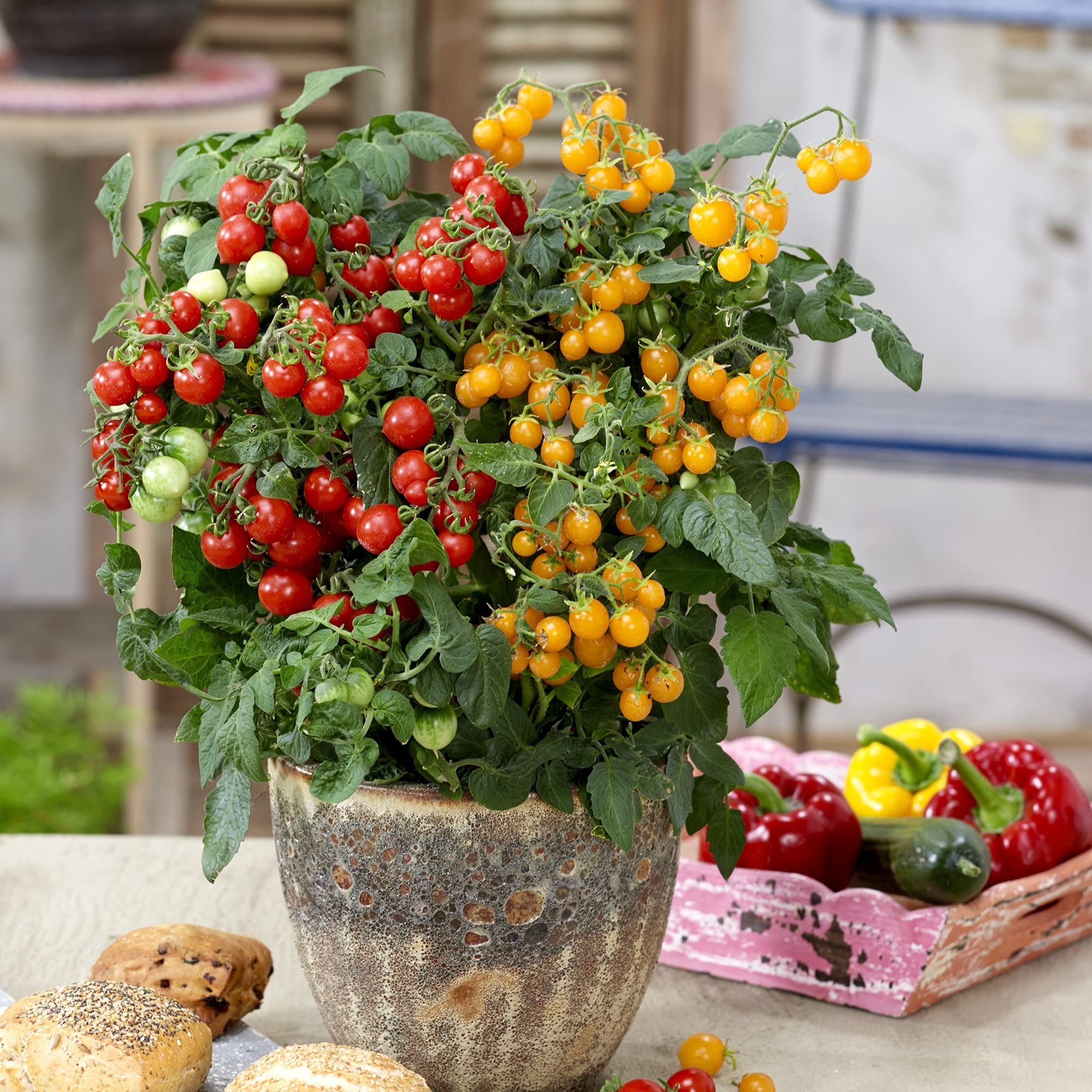 🎄Today's Special Value🎁Roberta's 6-piece Red & Yellow Patio Choice Cherry Tomatoes