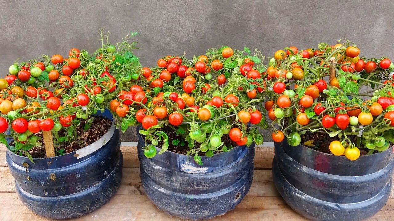 🎄Today's Special Value🎁Roberta's 6-piece Red & Yellow Patio Choice Cherry Tomatoes