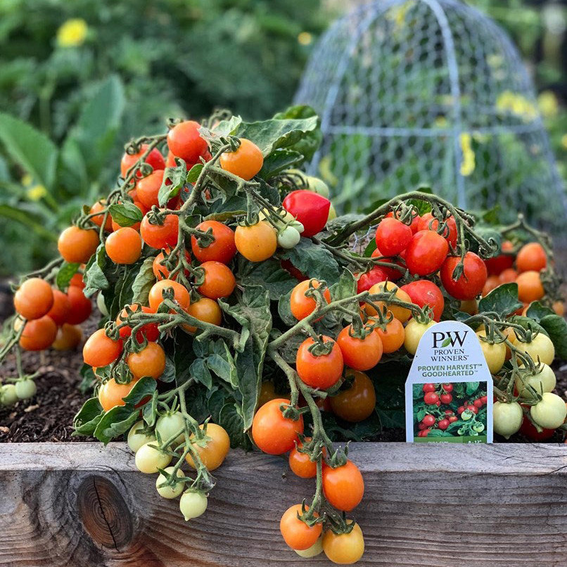 Proven Selections 6" Tempting Tomatoes Goodhearted Cherry Tomato (Solanum  lycopersicum) Live Plant in 4.94" Eco+ Grande Pots (4 Count) - Walmart.com