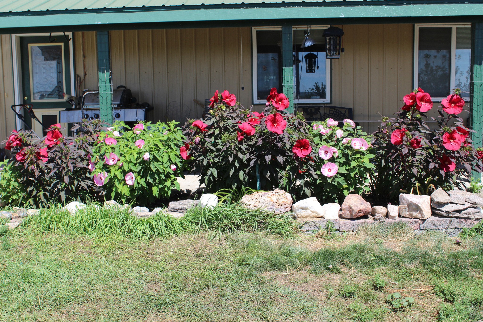 🎄Today's Special Value🎁Cottage Farms 3-piece Turning Heads Hardy Hibiscus Bareroot Trio