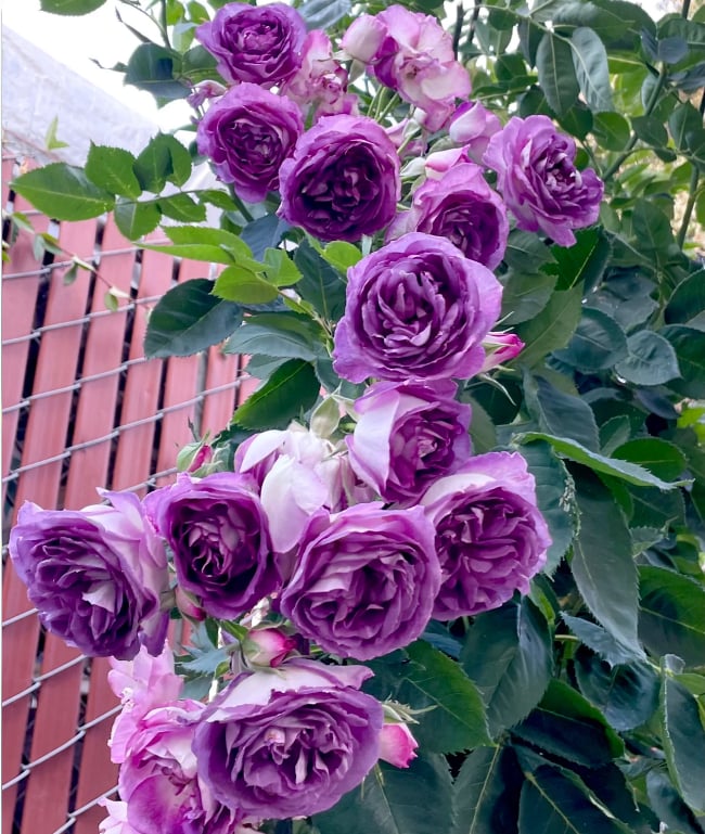 🌺Σπόροι αναρριχώμενης τριανταφυλλιάς