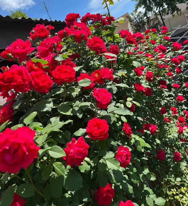 🌺Σπόροι αναρριχώμενης τριανταφυλλιάς