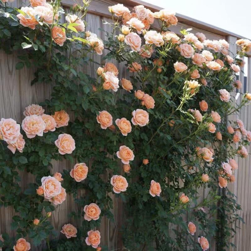 🌺Σπόροι αναρριχώμενης τριανταφυλλιάς