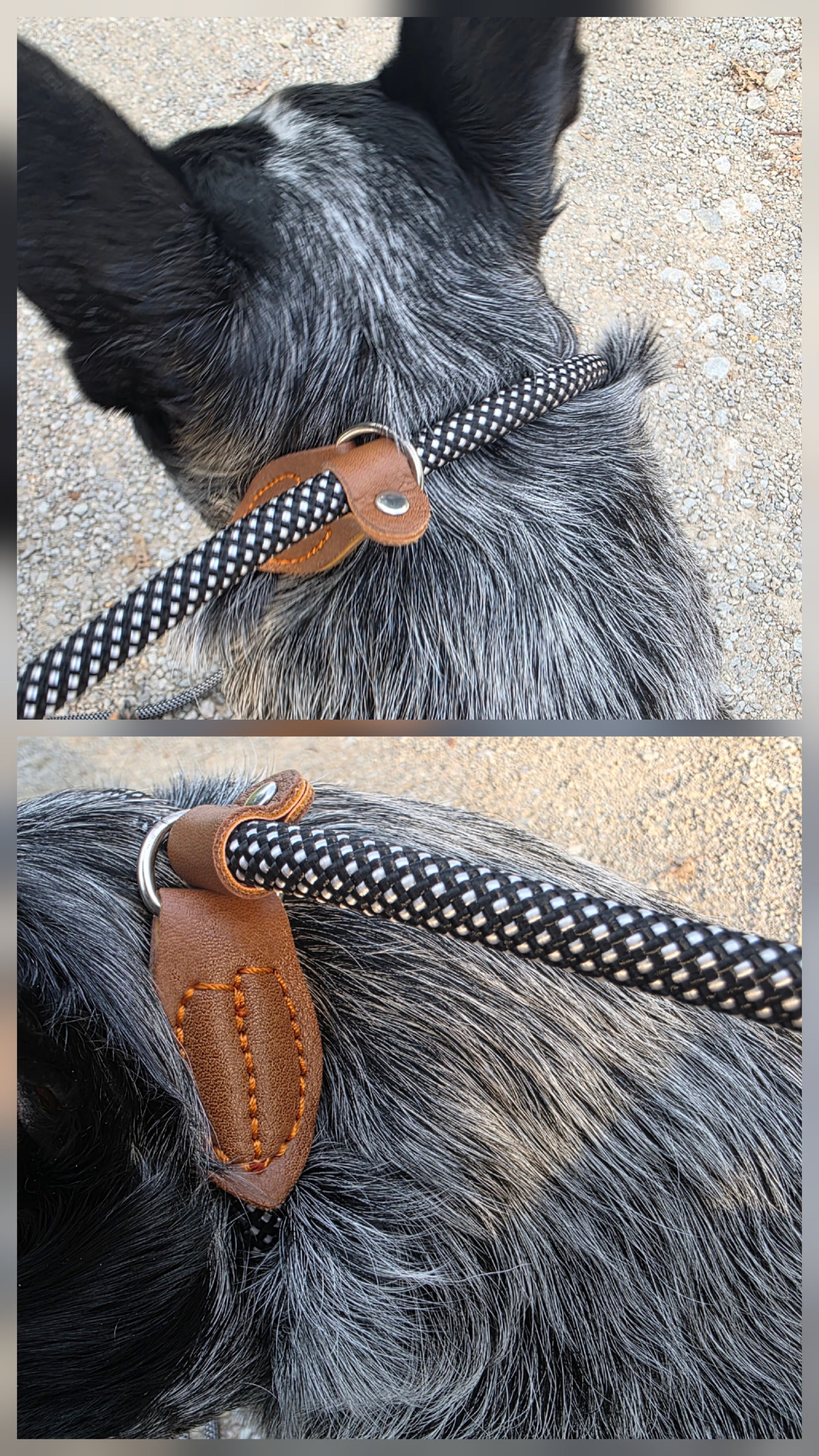 No Pull - Slip Lead Dog Training Leash