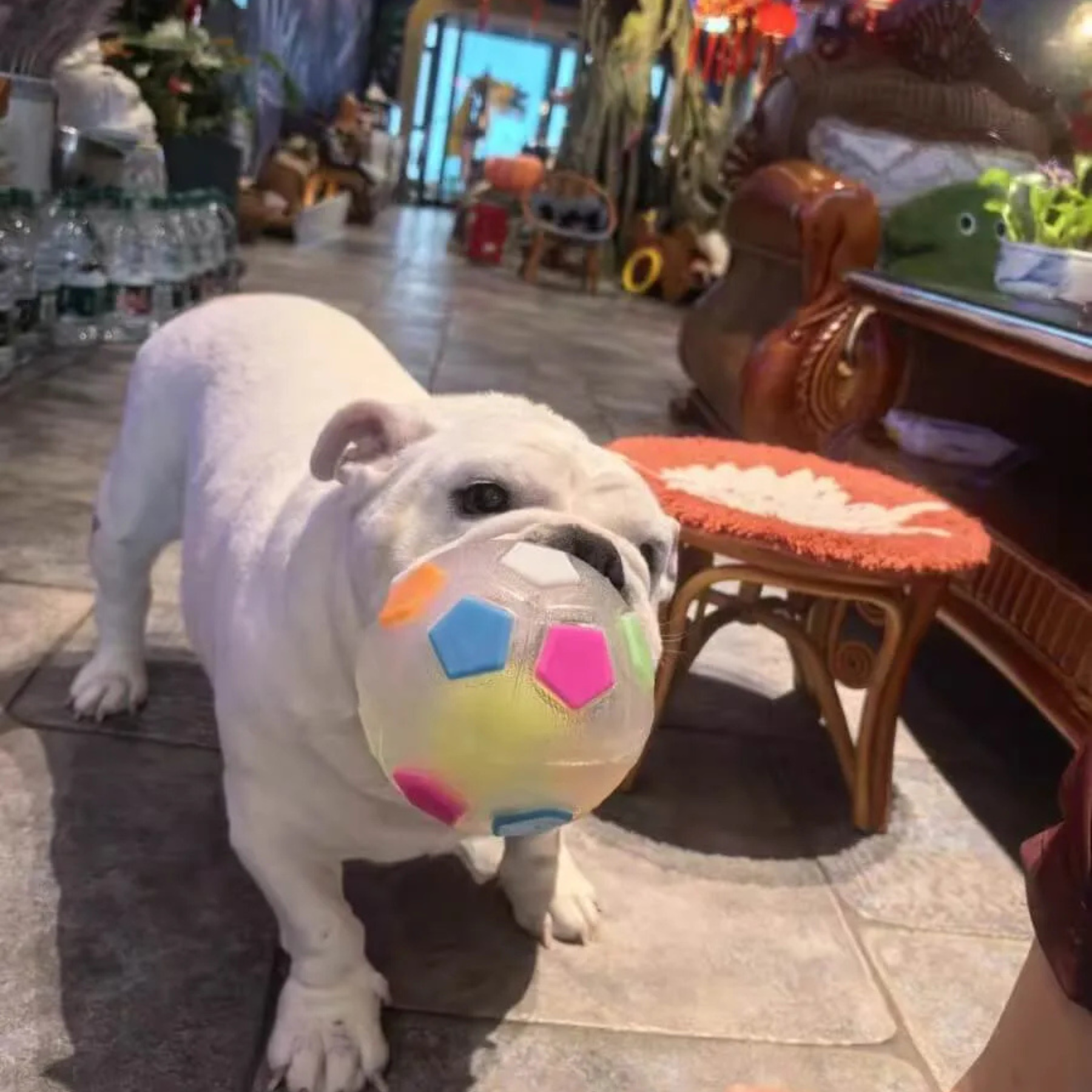 Omrava™ Durable Soccer Toy – Bouncy, Bite-Resistant & Fun