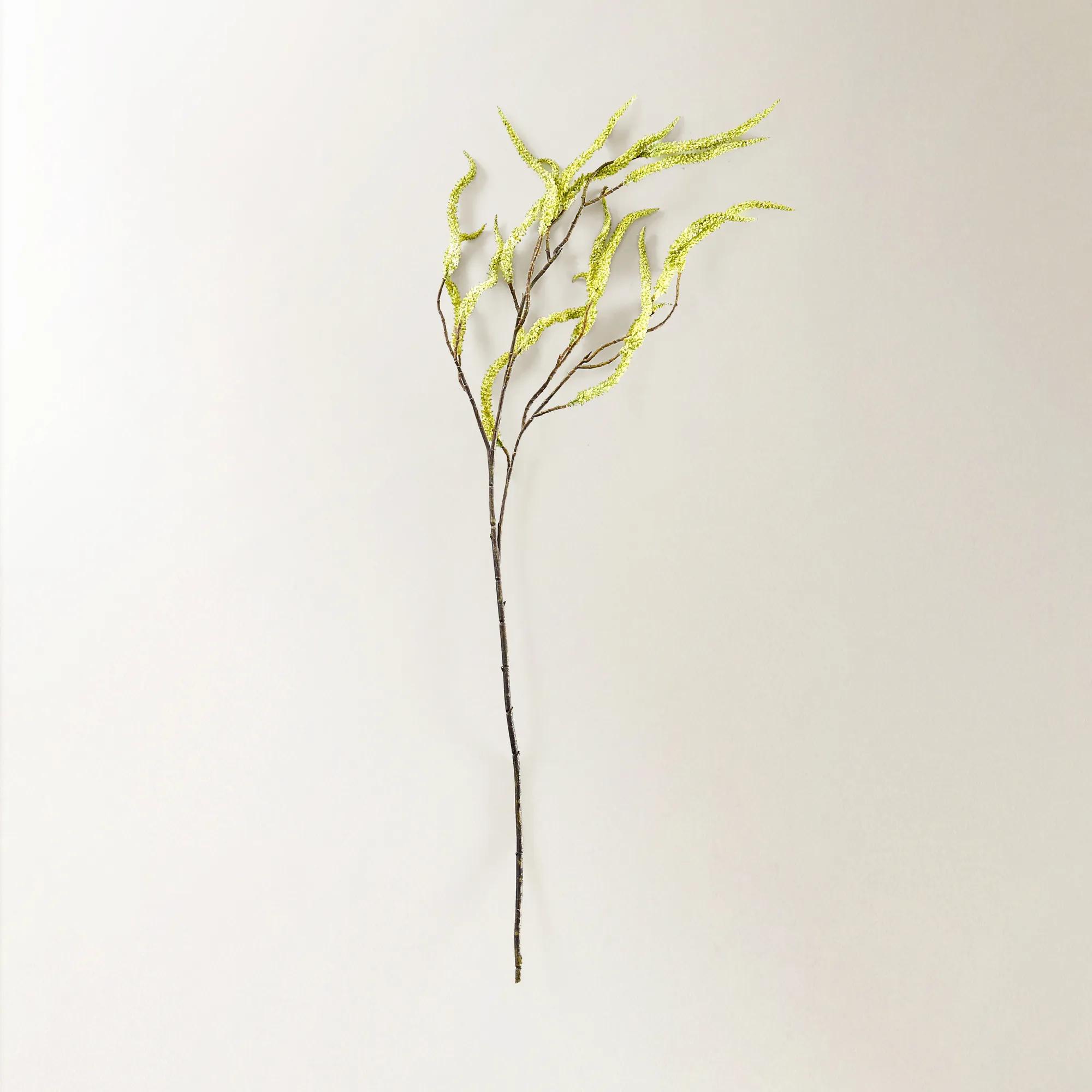 Citron Yellow Amaranthus 30" - Set of 3